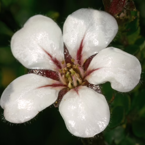 Close-up of a delicate Adenandra uniflora flower with five white petals, deep red veins, and a central cluster of stamens, set against a blurred green background.
