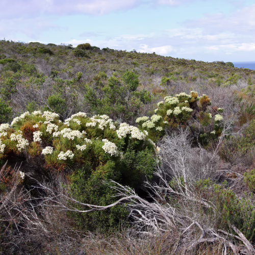 Berzelia lanuginosa plants in bloom, featuring clusters of small white flowers amidst green foliage and dry, woody stems, set against a coastal landscape with a cloudy sky.