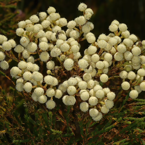 Berzelia lanuginosa, a shrub with clusters of small, creamy white, fluffy flower heads, set against a dark green, leafy background.