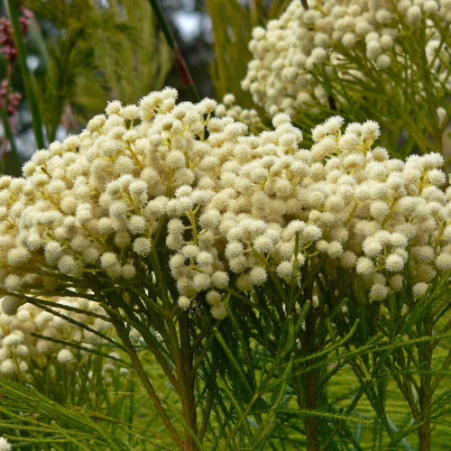 Berzelia lanuginosa, a shrub with feathery green foliage, displays clusters of small, creamy-white, pom-pom-like flowers.