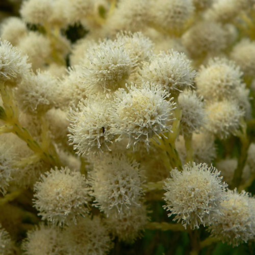 Close-up of fluffy white Berzelia lanuginosa flower heads, showcasing their delicate, clustered texture and soft, rounded shape.
