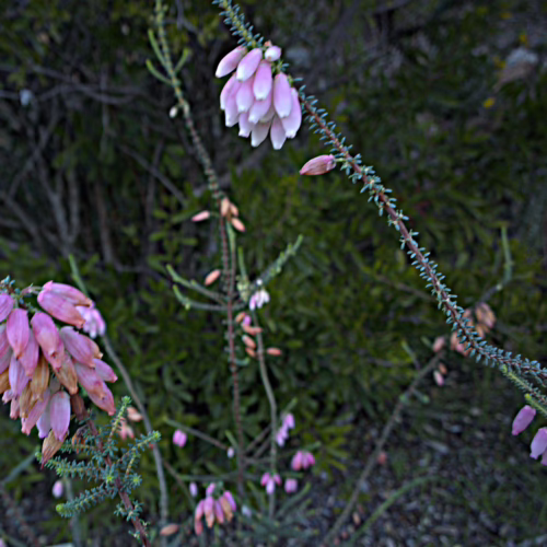 Pink bell-shaped Erica bauera flowers bloom on a slender, spiky stem, set against a blurred background of green foliage and dark earth.