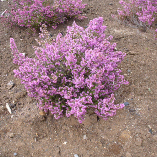A dense bush of blooming Erica melanthera, also known as Cape heather, displays vibrant pink flowers against a dry, earthy ground.