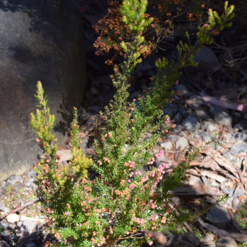 A small, bushy Erica melanthera plant with delicate pink bell-shaped flowers and green needle-like foliage, growing in a rocky, sun-dappled garden setting.