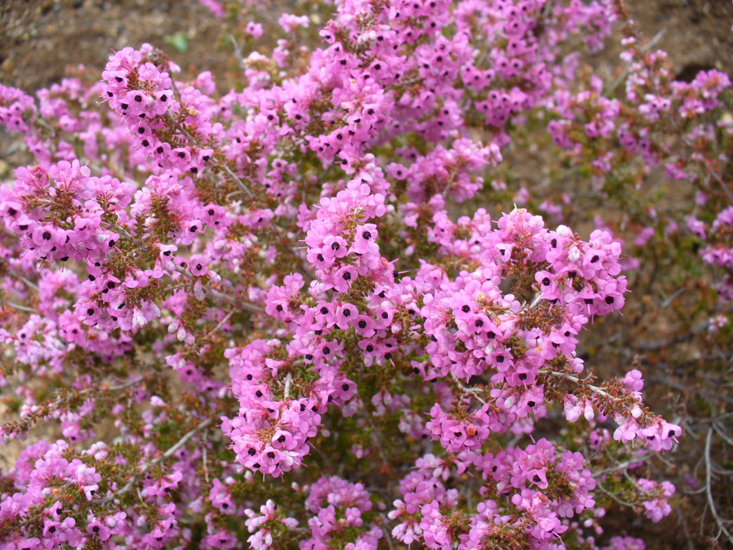 Close-up of a blooming Erica melanthera shrub, showcasing a dense cluster of small, vibrant pink bell-shaped flowers with dark centers.