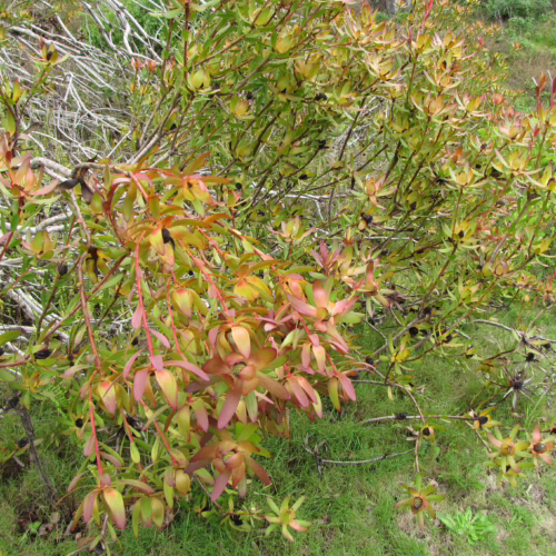 Leucadendron 'Safari Sunset' foliage with vibrant red and green tips, showcasing its unique branching structure against a grassy background.