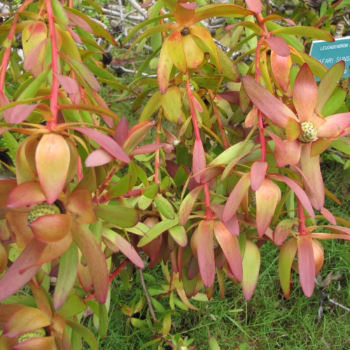 Leucadendron ‘Safari Sunset’ foliage displays vibrant red and green bracts with prominent seed heads, set against a backdrop of lush green grass.