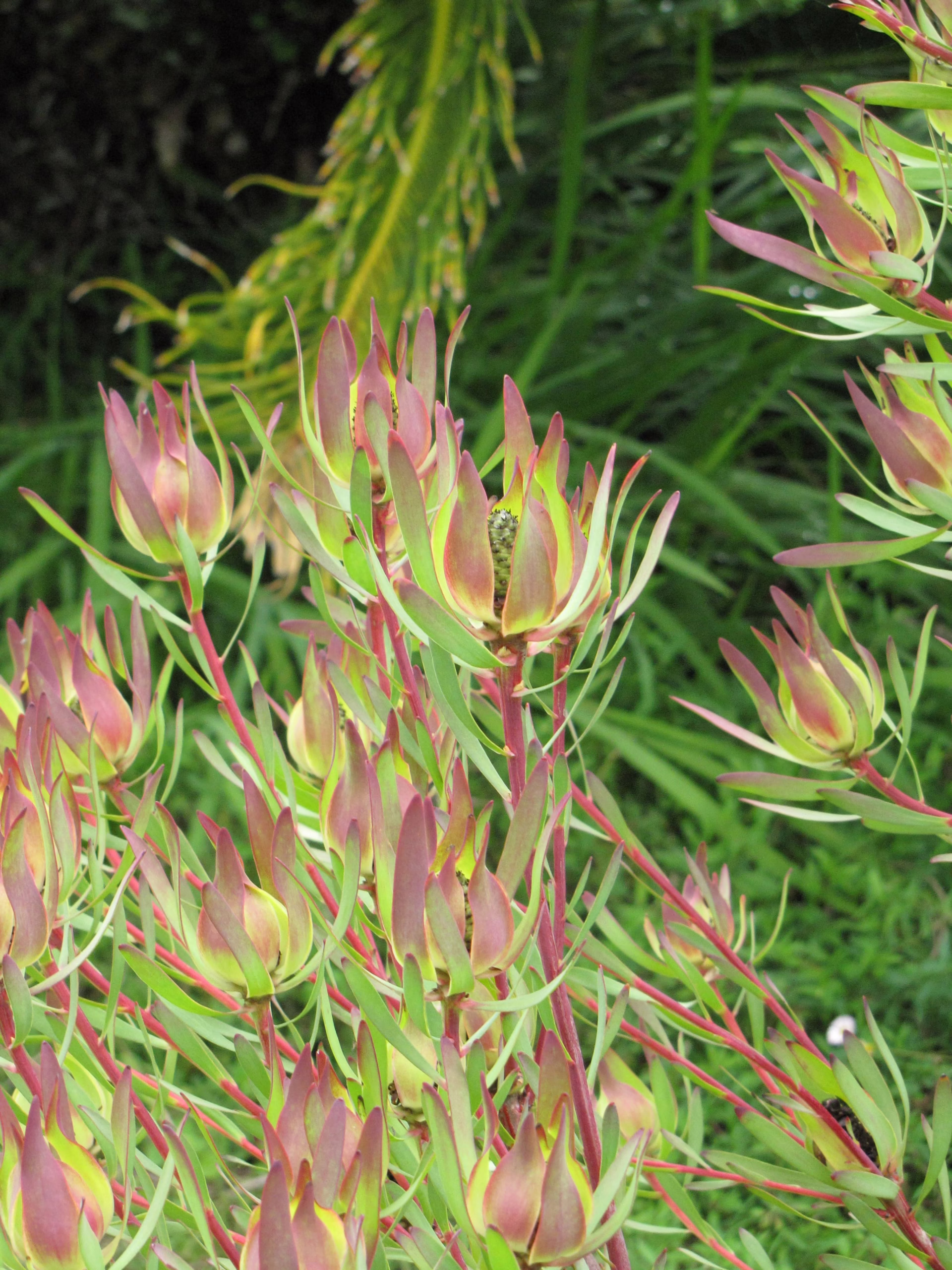 Leucadendron 'Safari Sunset' foliage featuring pointed, reddish-pink bracts with lime green tips, set against a blurred green background.