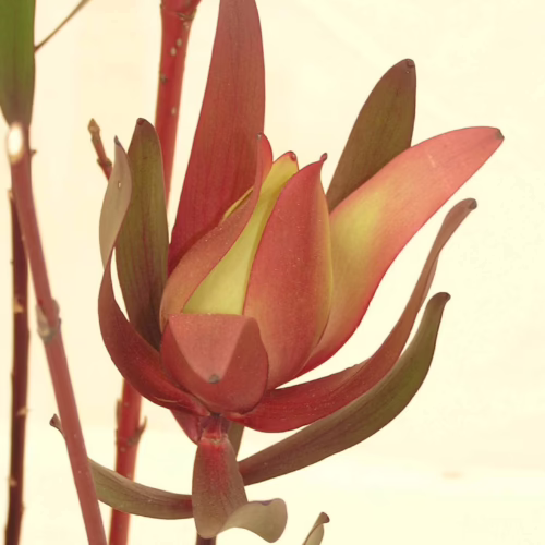 Close-up of a Leucadendron 'Safari Sunset' bloom with deep red and green bracts, showcasing its unique layered structure and a hint of yellow-green at its center.