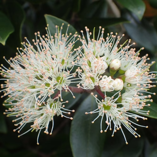 Close-up of delicate white Metrosideros bartlettii flowers with numerous fine stamens, set against a blurred green leafy background.