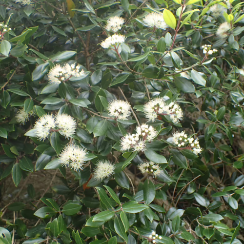 A dense bush of Metrosideros bartlettii, also known as Bartlett's rata, showcasing clusters of delicate white flowers with prominent stamens against lush green foliage.
