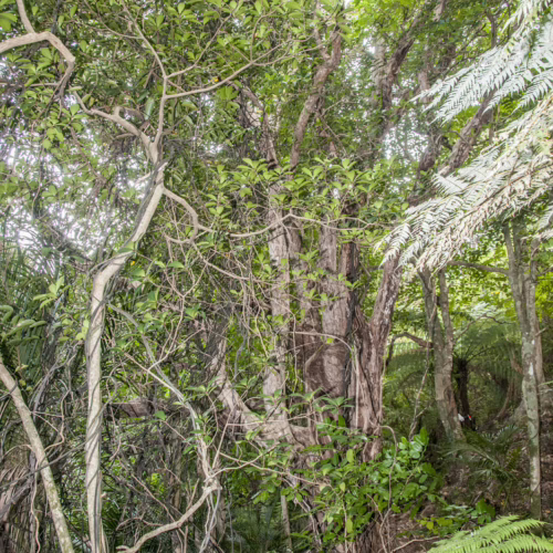 Dense foliage of a Metrosideros bartlettii tree with thick, gnarled branches and lush green leaves, surrounded by ferns in a forest setting.