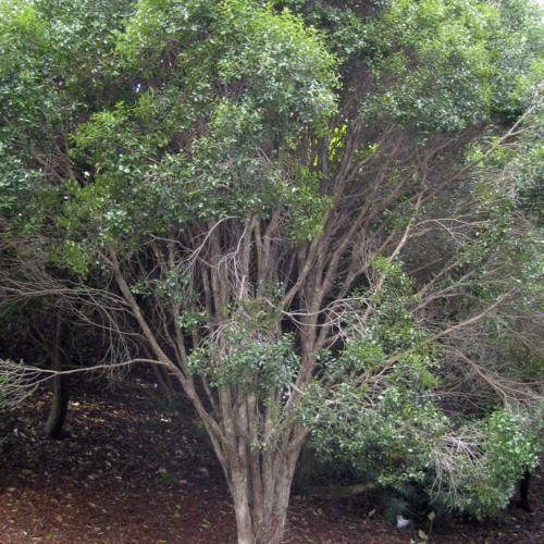 A mature Metrosideros bartlettii tree with dense, green foliage and a multi-stemmed trunk, set against a natural outdoor background with fallen leaves.