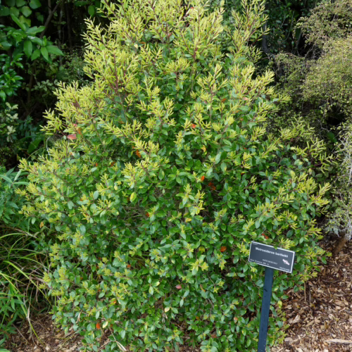 A bushy Metrosideros bartlettii plant with vibrant green and yellow foliage, featuring small red berries, growing in a garden bed with mulch and grass.