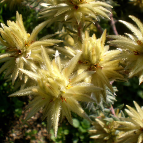 Close-up of fluffy, pale yellow Phylica pubescens flowers with delicate, feathery petals and hints of orange at their centers, set against a blurred green background.
