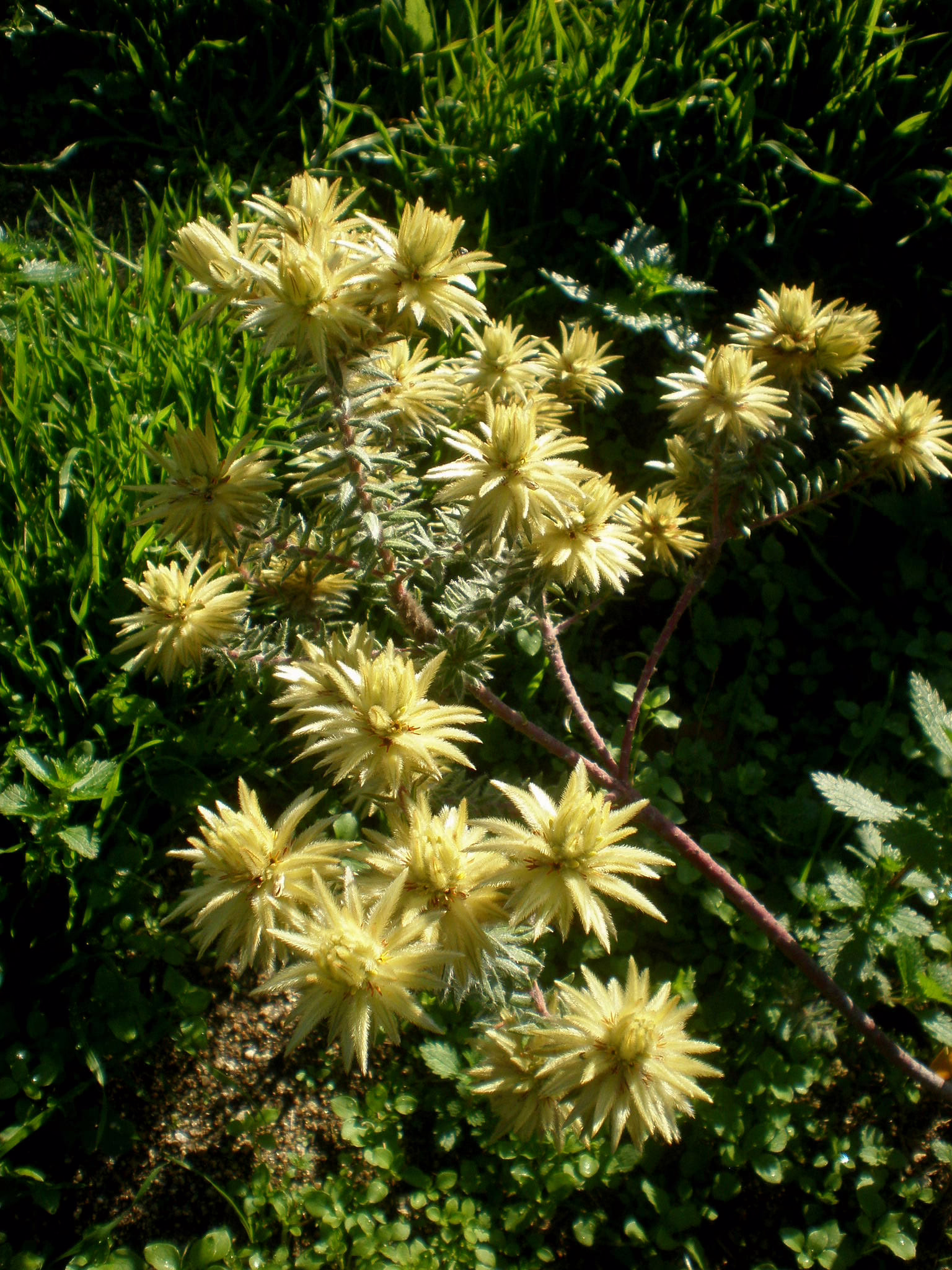 A cluster of pale yellow, star-shaped Phylica pubescens flowers with delicate, spiky petals, surrounded by lush green foliage.