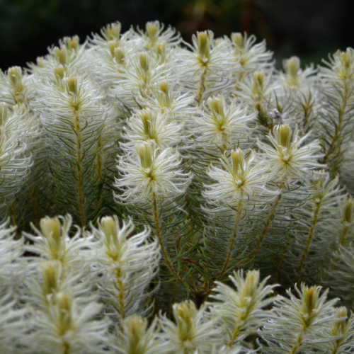 Close-up of a cluster of delicate, feathery white Phylica pubescens flowers with pale green centers, showing their intricate, needle-like foliage.