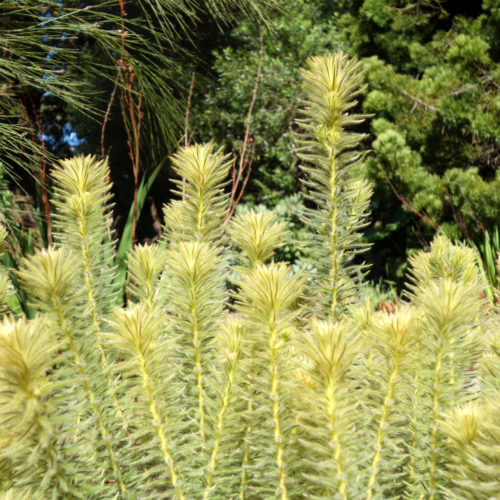 A cluster of fluffy, pale green Phylica pubescens plants with feathery foliage, showcasing their unique texture against a backdrop of lush green foliage and dappled sunlight.