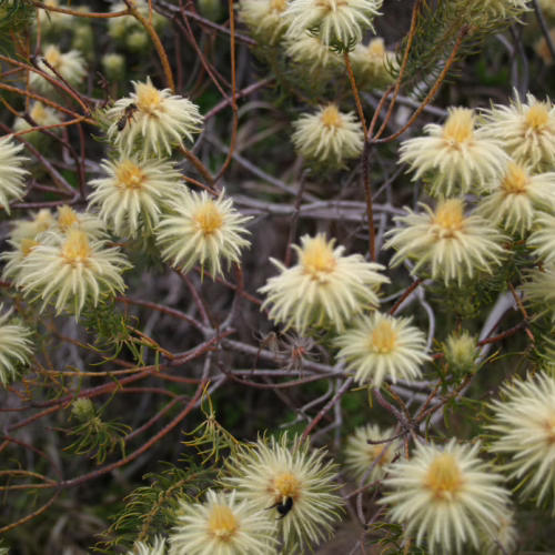 Close-up of delicate, pale yellow Phylica pubescens flowers with spiky centers, blooming on a woody, green-leafed shrub.