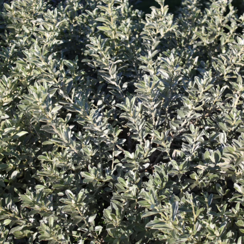 Close-up of lush green Podalyria sericea foliage, showcasing dense, silvery-green leaves with a soft, velvety texture, creating a full, natural hedge.