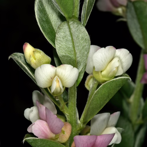 Close-up of delicate white and pink pea-like flowers and fuzzy green leaves of Podalyria sericea, a flowering shrub.