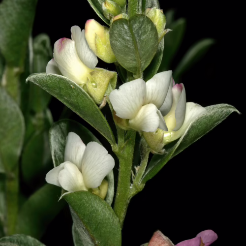 Close-up of delicate white and pinkish-purple flowers and green leaves of Podalyria sericea, a flowering shrub.