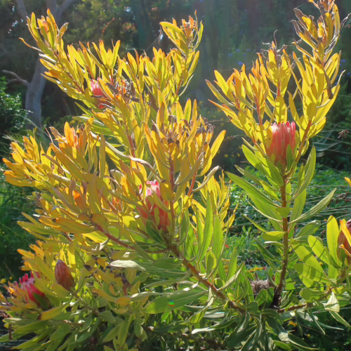 Bright yellow-green foliage of a Protea 'Pink Ice' plant, with hints of pink buds and blooms, set against a sunlit garden background.
