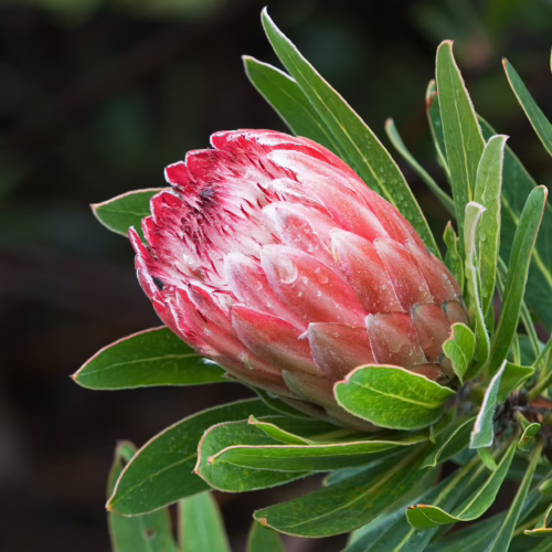 Close-up of a vibrant Protea 'Pink Ice' bloom with delicate pink bracts dusted with white powder, surrounded by lush green foliage.