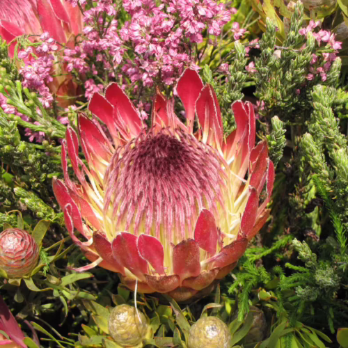 A close-up of a vibrant Protea 'Pink Ice' flower with deep pink petals and a yellow center, surrounded by lush green foliage and delicate pink blossoms.