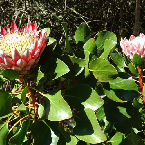 Two large, vibrant King Protea flowers, Protea cynaroides, with pink and white petals and yellow centers, surrounded by lush green foliage.