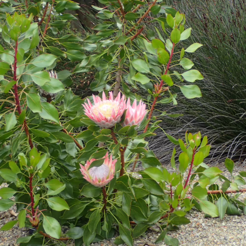 A cluster of large, pink Protea cynaroides flowers with delicate petals and spiky centers, surrounded by lush green foliage and set against a gravel and grass background.