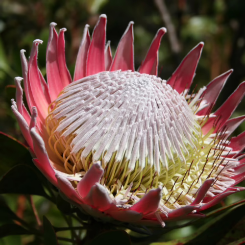 Close-up of a large, vibrant pink Protea cynaroides flower with delicate, layered petals and a detailed central cone, set against a blurred green leafy background.