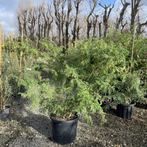 A lush, green Clianthus puniceus 'Alba' plant with feathery leaves, potted in a black container and displayed outdoors among other plants.