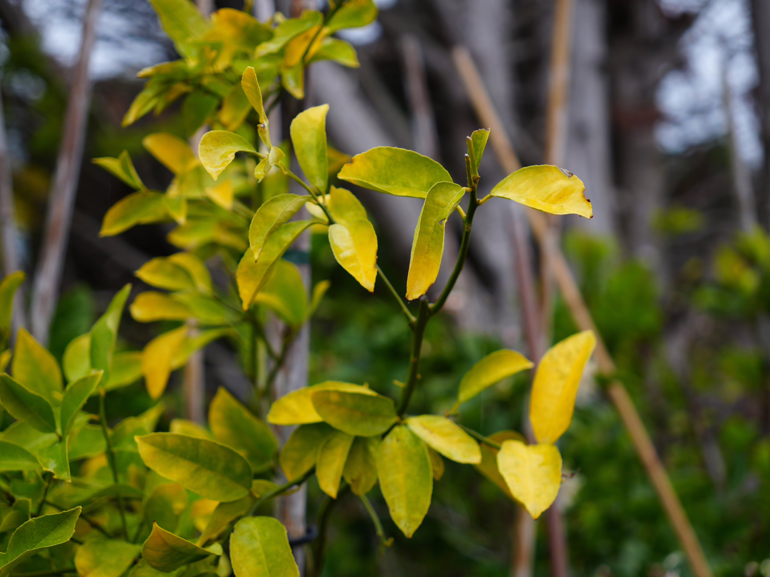 Yellowing leaves on citrus plants