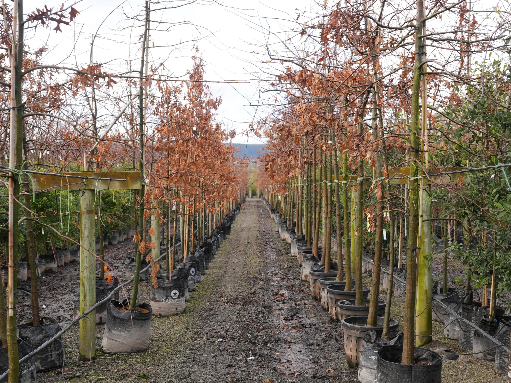 Rows of young deciduous trees with bare branches and orange-brown leaves in large fabric pots at a nursery, ideal for planting in New Zealand during winter.