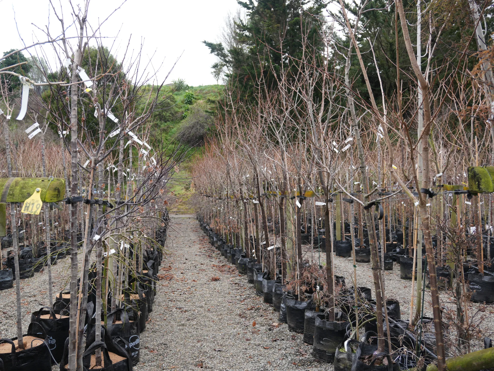 Rows of bare-branched young trees in black grow bags, ready for planting during New Zealand's winter. Labelled saplings line a gravel path leading uphill towards a treed slope.