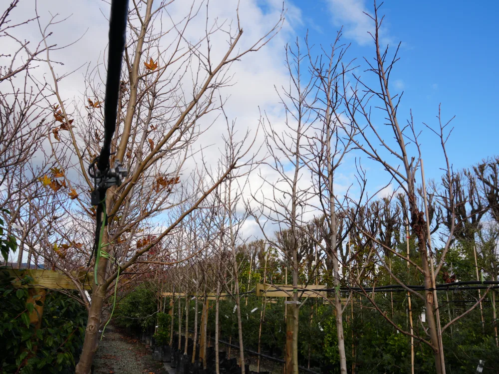 Bare deciduous trees in pots at a New Zealand nursery, ready for planting in winter. The sky is blue with scattered clouds.