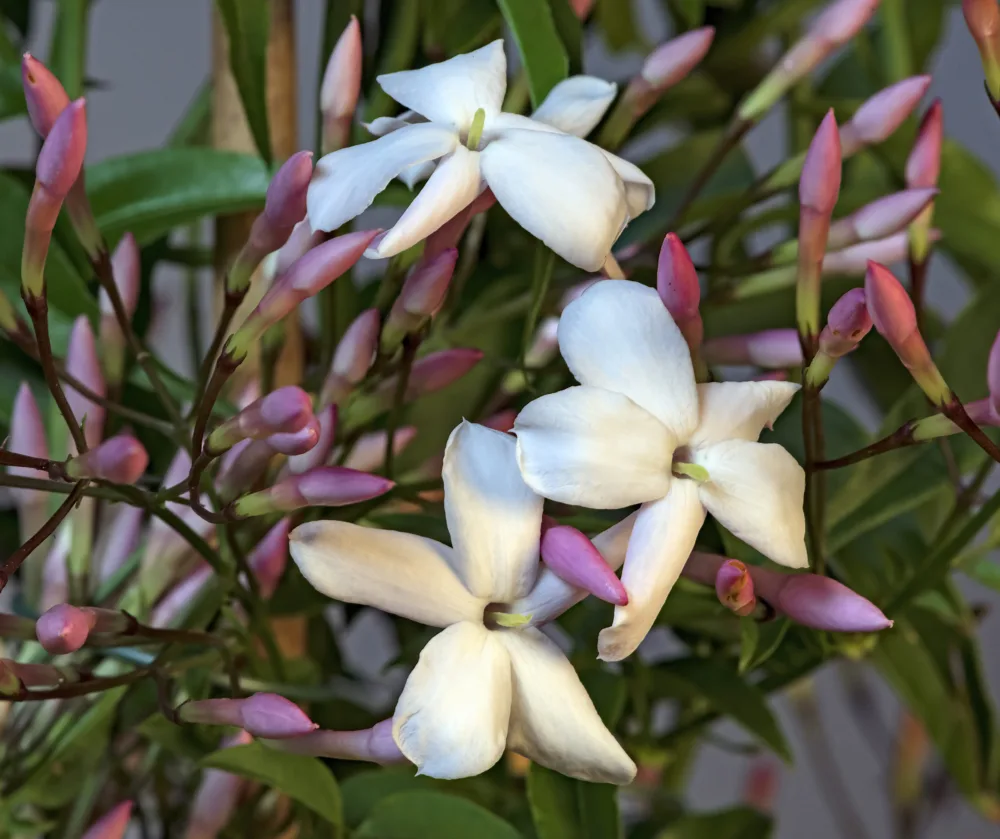 Jasminum polyanthum, a fragrant vine, displays clusters of delicate white star-shaped flowers and pink buds against lush green foliage.