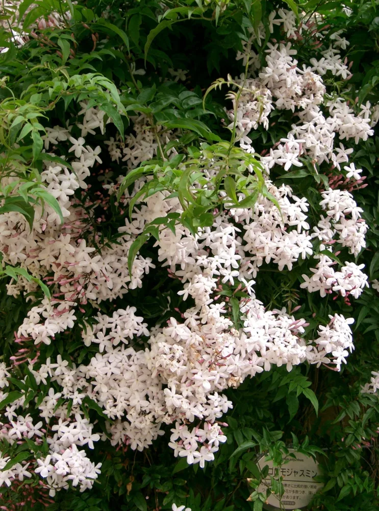 Abundant clusters of fragrant pink and white star-shaped flowers on a climbing vine, characteristic of Jasminum polyanthum.