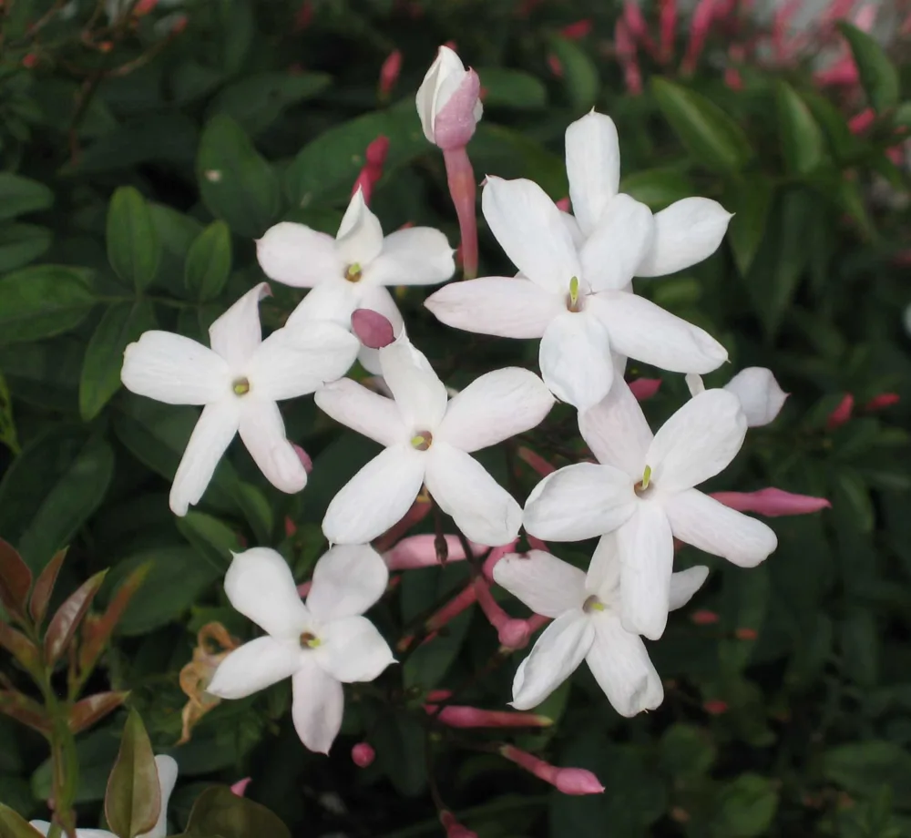 A cluster of delicate white star-shaped flowers of Jasminum polyanthum, with hints of pink buds, set against a lush green leafy background.