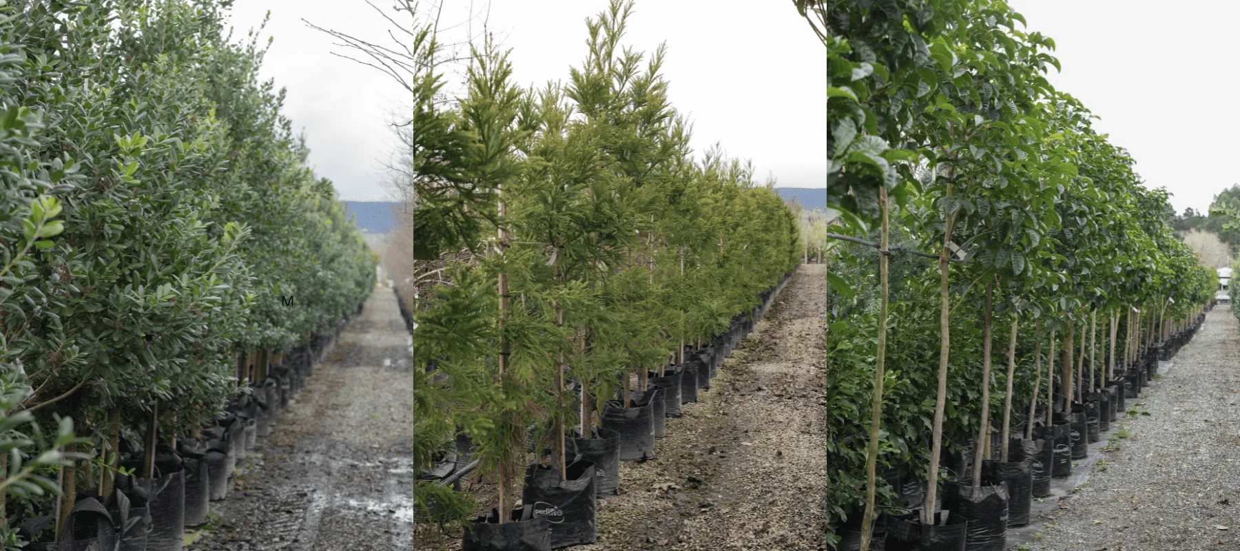 Rows of young trees in black bags, including lush green shrubs and evergreen conifers, are displayed outdoors in New Zealand, ideal for winter planting.