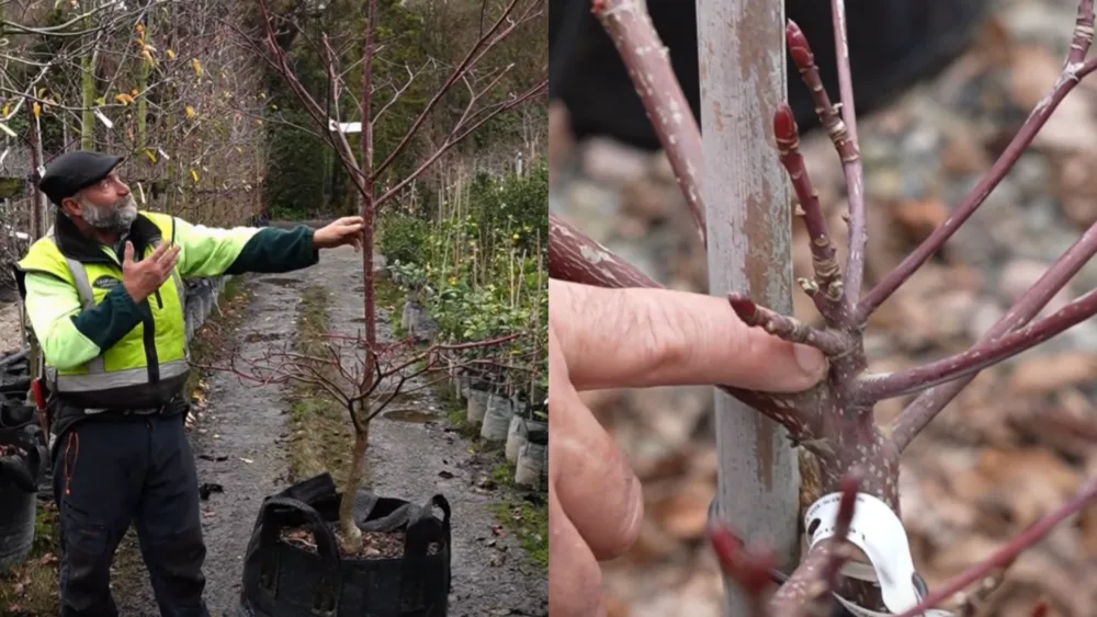 Gardener in a yellow vest points to the bare branches of a Cornus Controversa ‘Variegata’ tree, showing pruning points on the young plant.