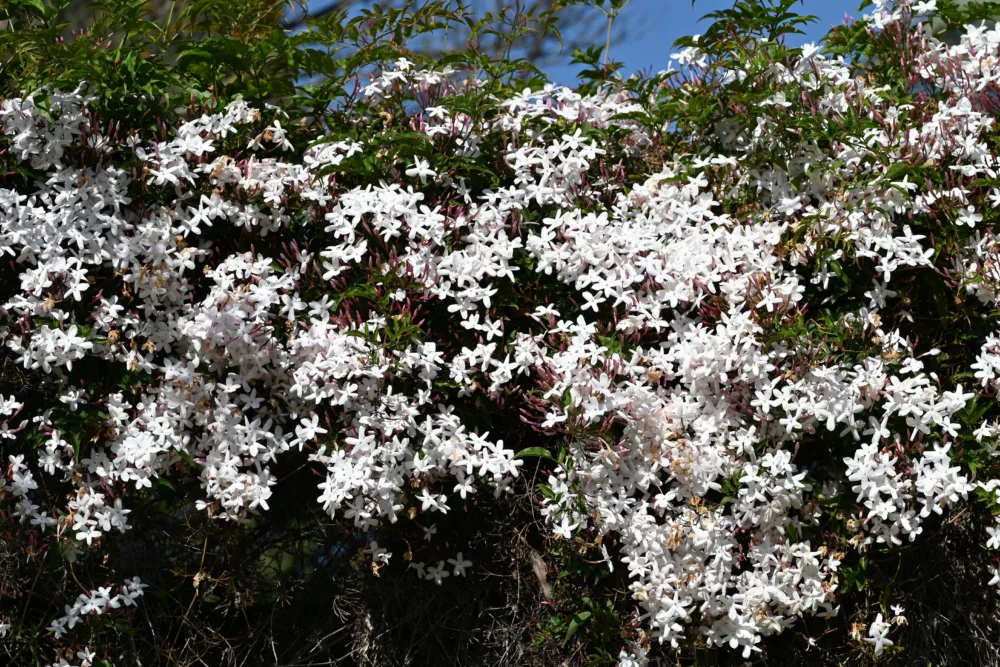 A dense, cascading wall of fragrant pink and white star jasmine (Jasminum polyanthum) blooms, creating a lush, flowering hedge against a blue sky.
