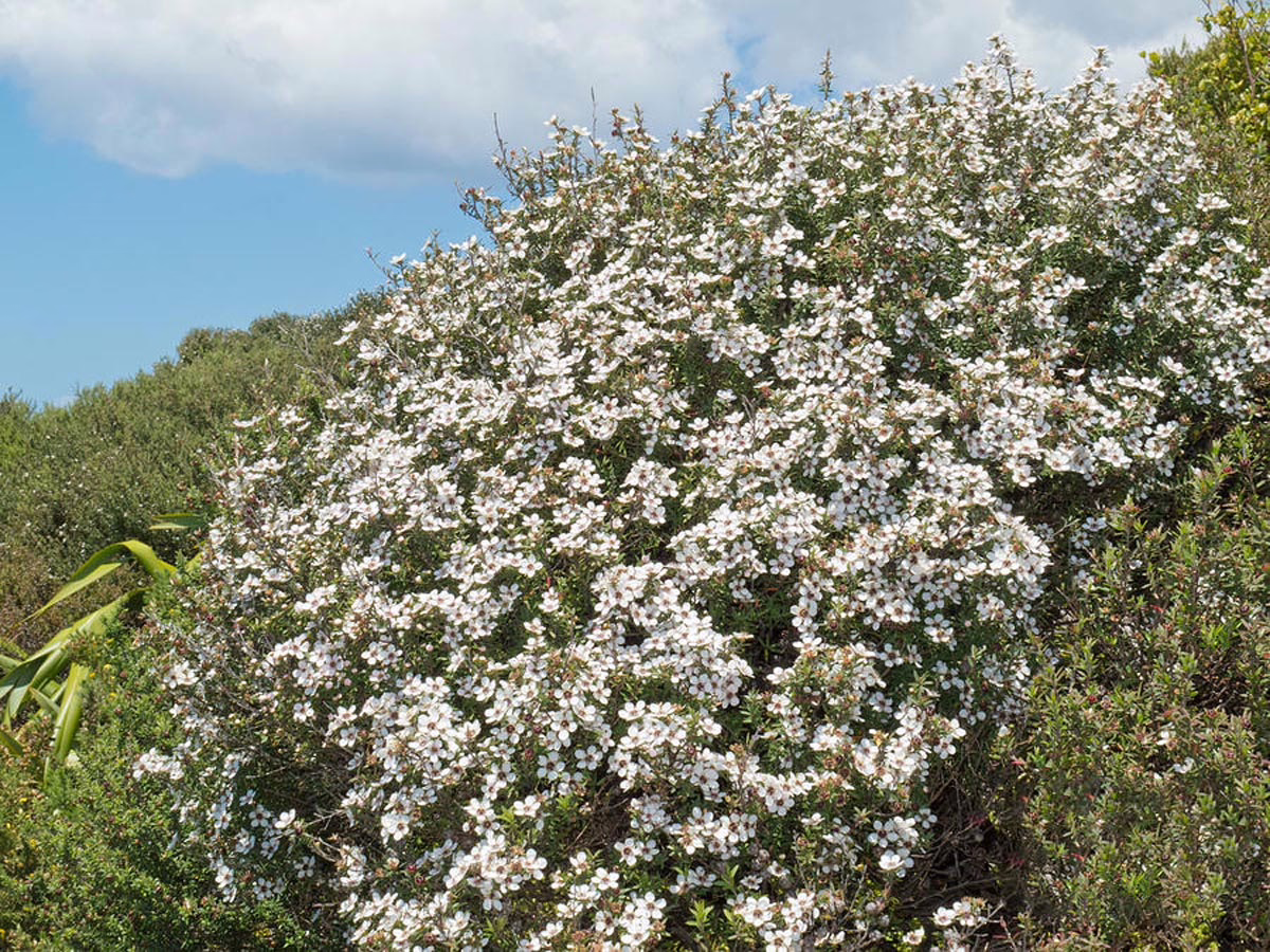 Close up of delicate white flowers on a Manuka tree, a hardy and fast-growing New Zealand native.