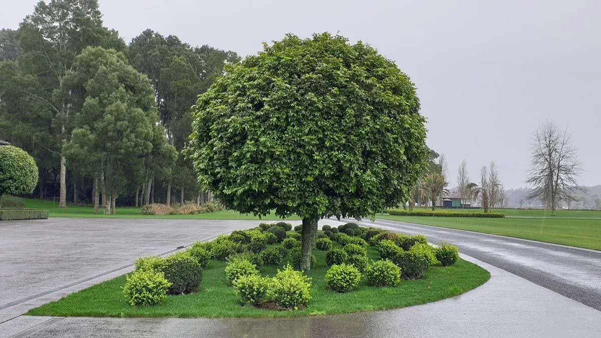 Glossy evergreen leaves of a Titoki tree, a beautiful native option for natural screening.