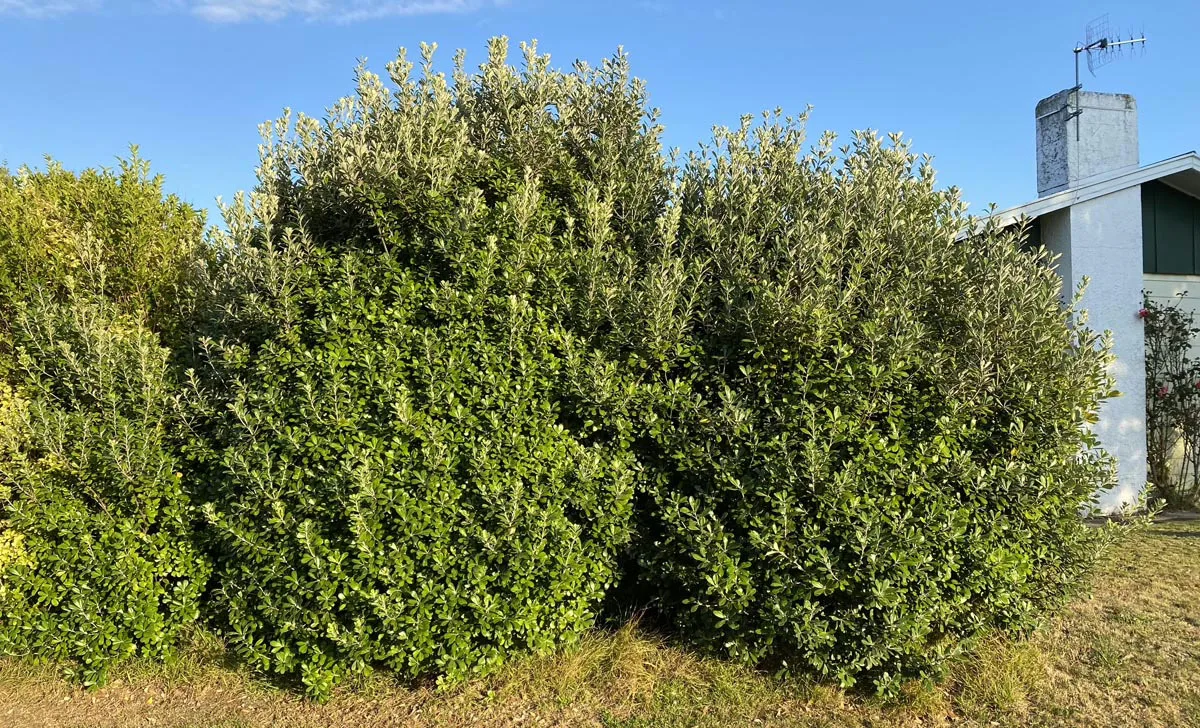 Thick leathery leaves of Pittosporum crassifolium, commonly known as Karo, thriving in a coastal garden.