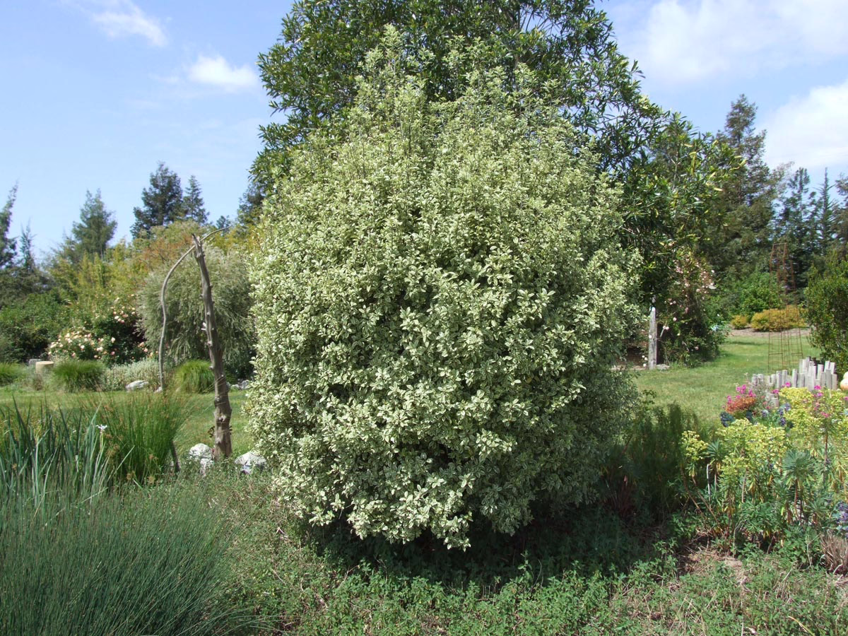 Lush foliage of Pittosporum tenuifolium, a versatile native plant for fast-growing garden structure.