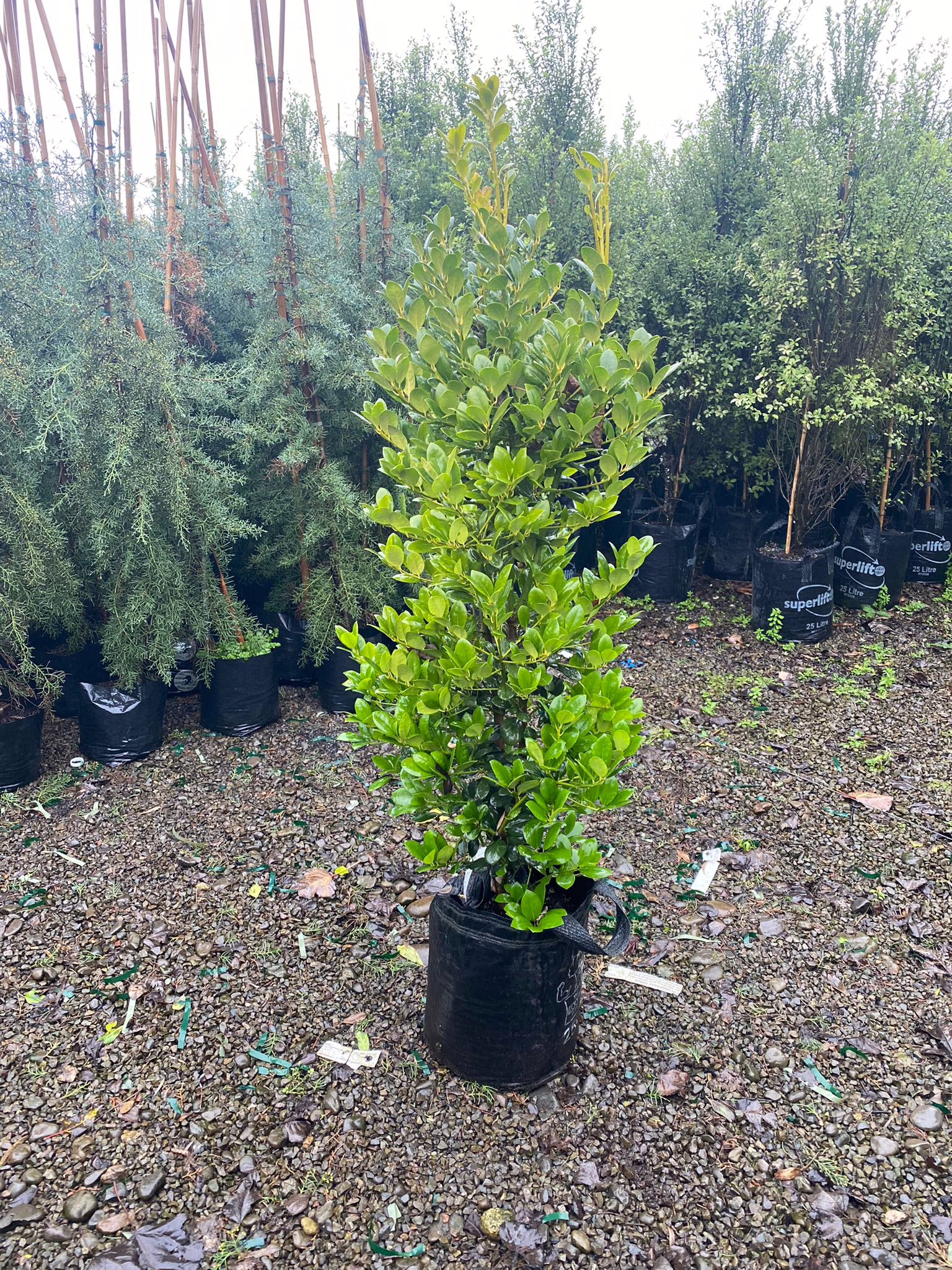 Potted Ilex 'Largo' with lush, glossy green leaves, ready for planting. Tall, upright evergreen shrub for garden or landscape design.