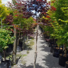 A young, vibrant red Japanese Maple tree stands in a nursery row, its leaves a deep burgundy. Potted in a black Superlift bag, it's surrounded by other trees in varying shades of green, beneath a bright, partly cloudy sky.
