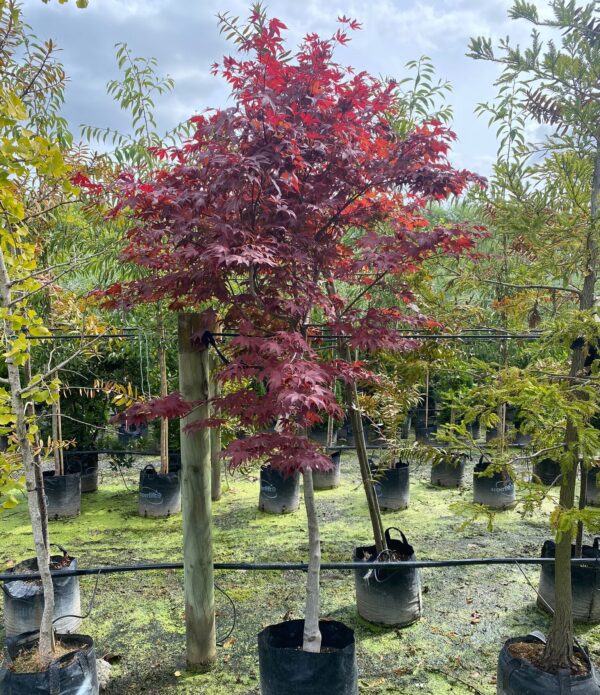 <i>Acer palmatum</i> 'Bloodgood' - Image 2